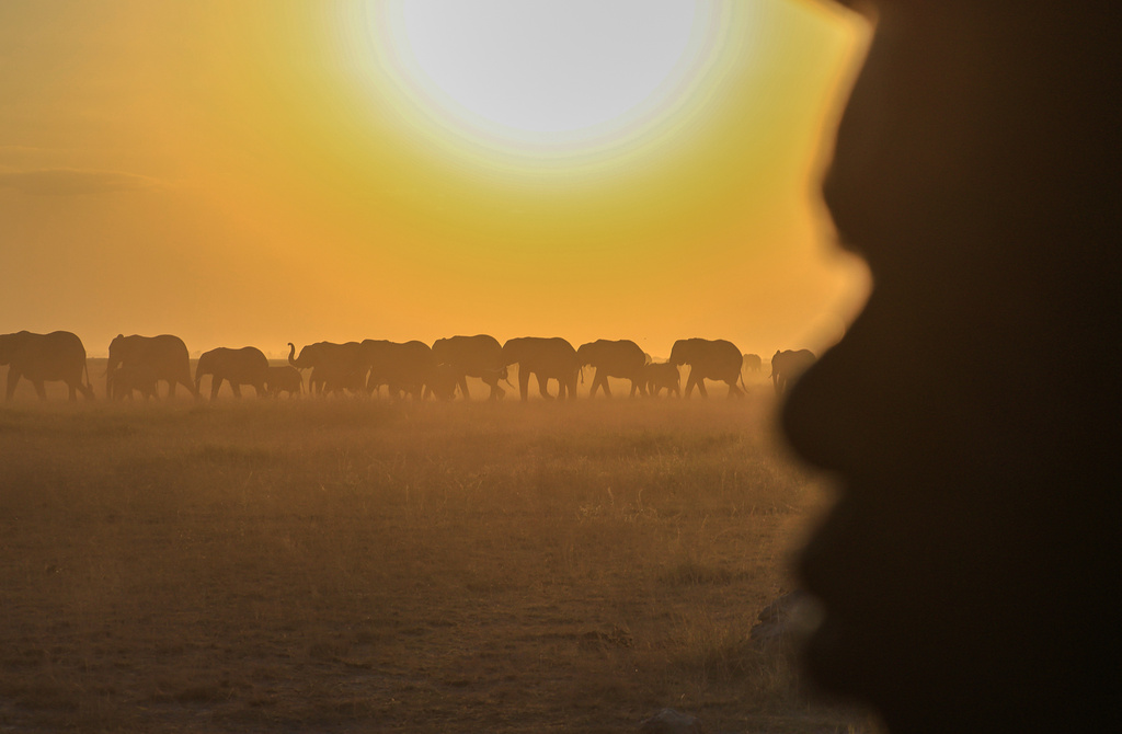 A herd of elephants walks across Amboseli National Park in Kajiado County, Kenya, Wednesday, Aug. 5, 2026. (AP Photo/Andrew Kasuku)