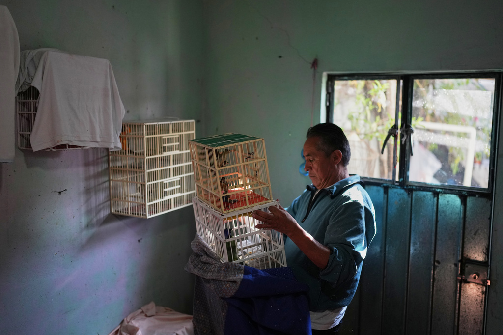 Humberto Lopez prepares a cage with birds to sell in Toluca, Mexico, Wednesday, March 18, 2026. (AP Photo/Eduardo Verdugo)