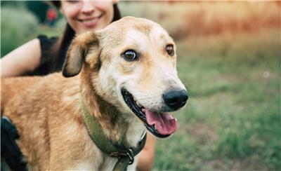 For International Human-Animal Bond Day (Nov. 8th), Dechra elevates its commitment to supporting veterinarians in protecting the bond worldwide by becoming the newest Human-Animal Bond Certified Company.