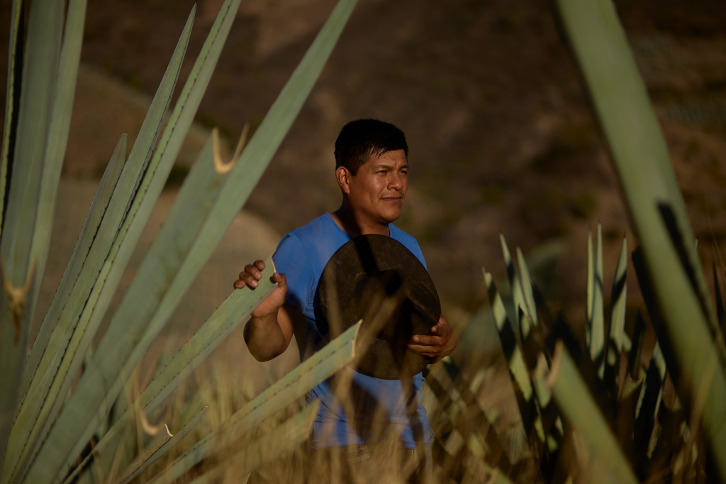 Luis Cruz Velasco, a mezcal producer, poses for a photo at an agave plantation in San Luis del Rio, Oaxaca, Mexico, Thursday, Jan. 22, 2026. (AP Photo/Claudia Rosel)