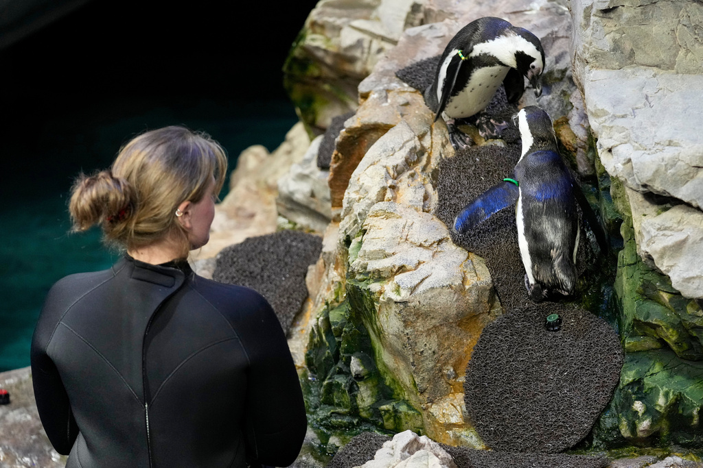 Senior penguin trainer Mia Luzietti watches Lambert, a 33-year-old African penguin, climb up a padded walkway on an island at the New England Aquarium in Boston, on Wednesday, Oct. 29, 2025. (AP Photo/Robert F. Bukaty)