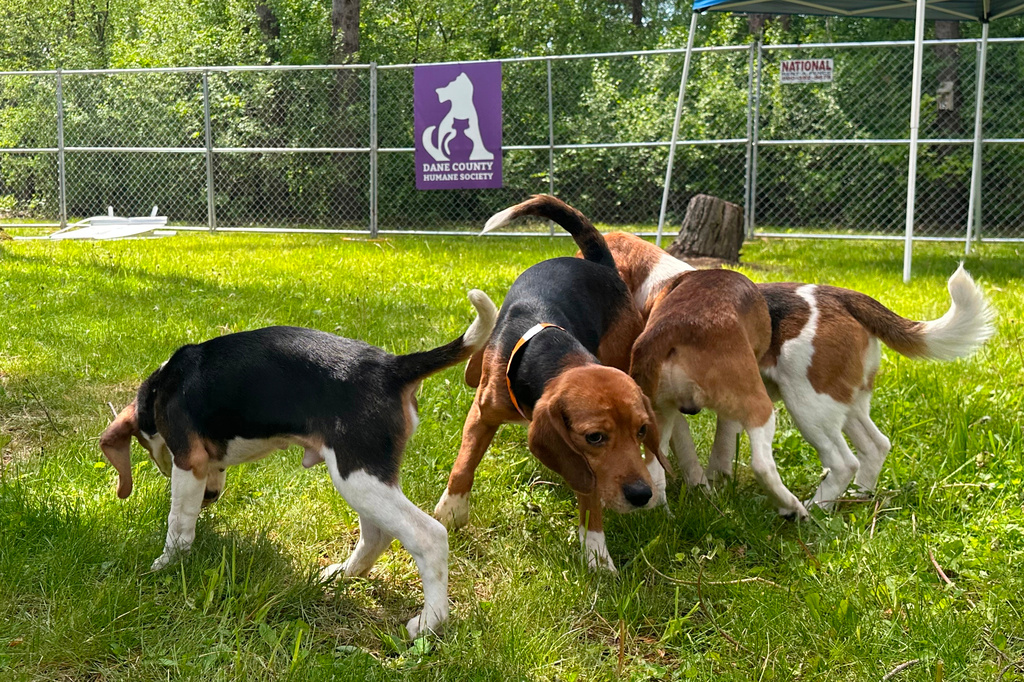 Beagles that were purchased from a Dane County animal research facility play outside on Tuesday, May 12, 2026, in Madison, Wis. (AP Photo/Scott Bauer)