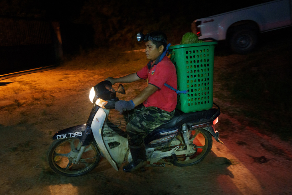A worker transports freshly harvested durians on a motorcycle to a durian farm collection point in Karak, Pahang state, Malaysia, Tuesday, June 23, 2026. (AP Photo/Vincent Thian)