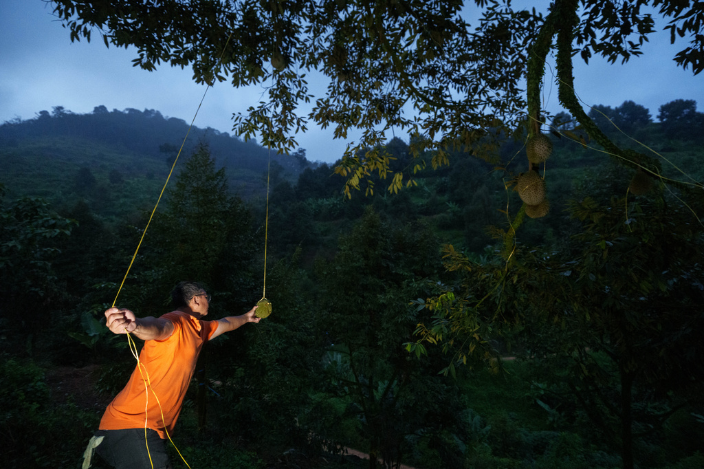 A durian harvester searches for ripe fruit in an orchard at dusk in Karak, Pahang state, Malaysia, Tuesday, June 23, 2026. (AP Photo/Vincent Thian)