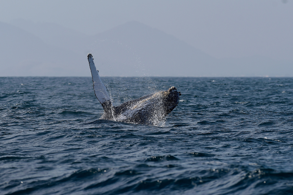 A humpback whale breaches off the coast of Rio de Janeiro, Brazil, Tuesday, June 30, 2026. (AP Photo/Dhavid Normando)