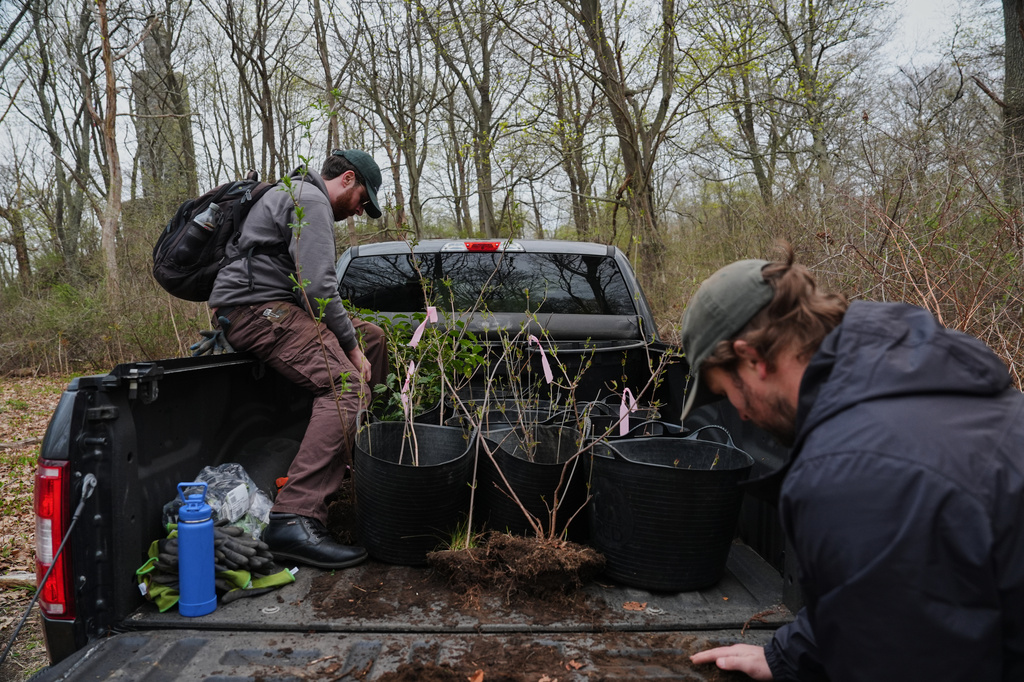 Ian Delmonico, left, inspects newly collected native tree seedlings Wednesday, April 22, 2026, in Newport, R.I. (AP Photo/Joshua A. Bickel)