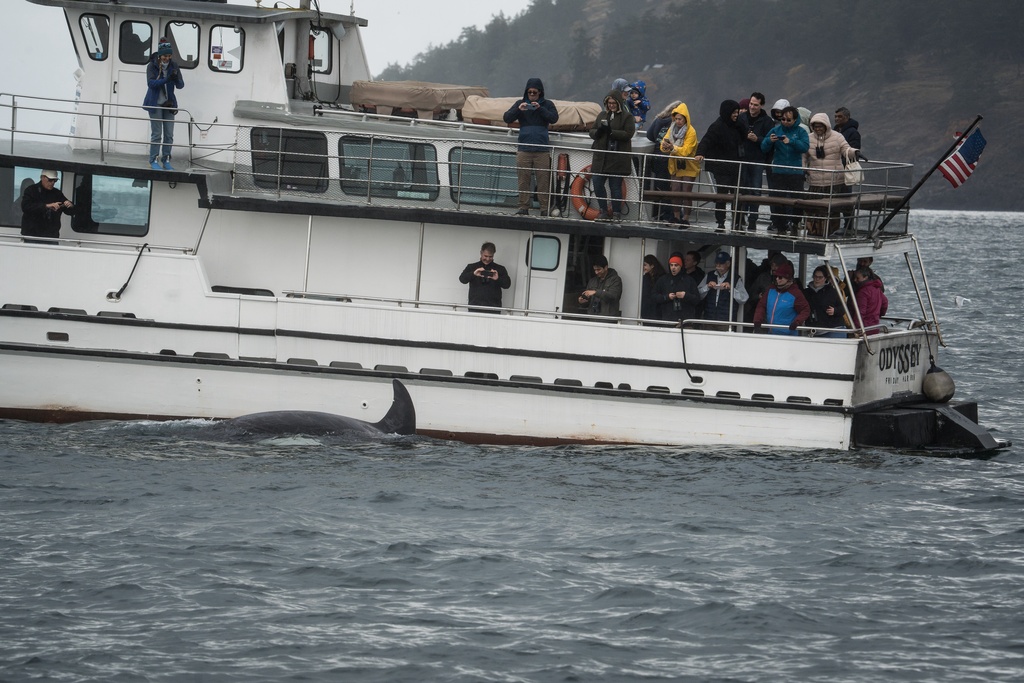 An orca swims past a whale watching boat in the San Juan Islands, Wash., Saturday, Oct. 11, 2025. (AP Photo/Annika Hammerschlag)
