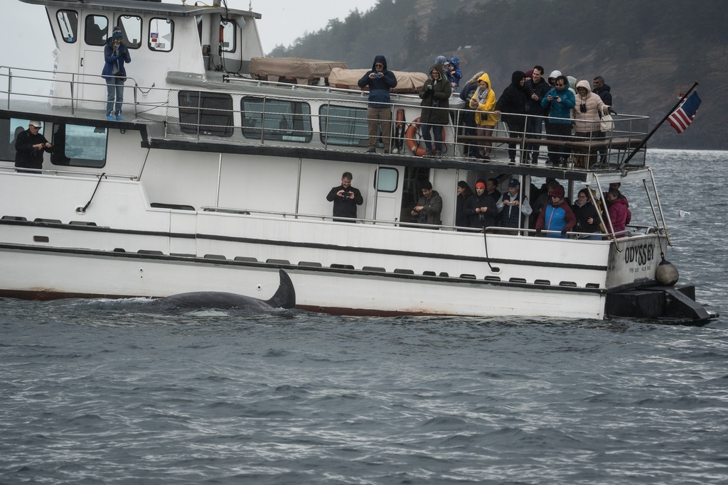 A Bigg's killer whale swims past a whale watching boat in the San Juan Islands, Wash., Saturday, Oct. 11, 2025. (AP Photo/Annika Hammerschlag)