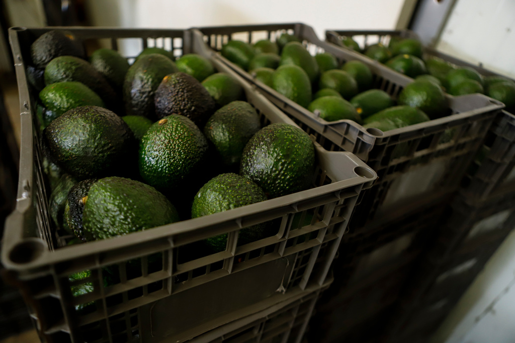 FILE - Crates of avocados wait to be processed at a packing plant in Uruapan, Mexico, Feb. 16, 2022. (AP Photo/Armando Solis, File)