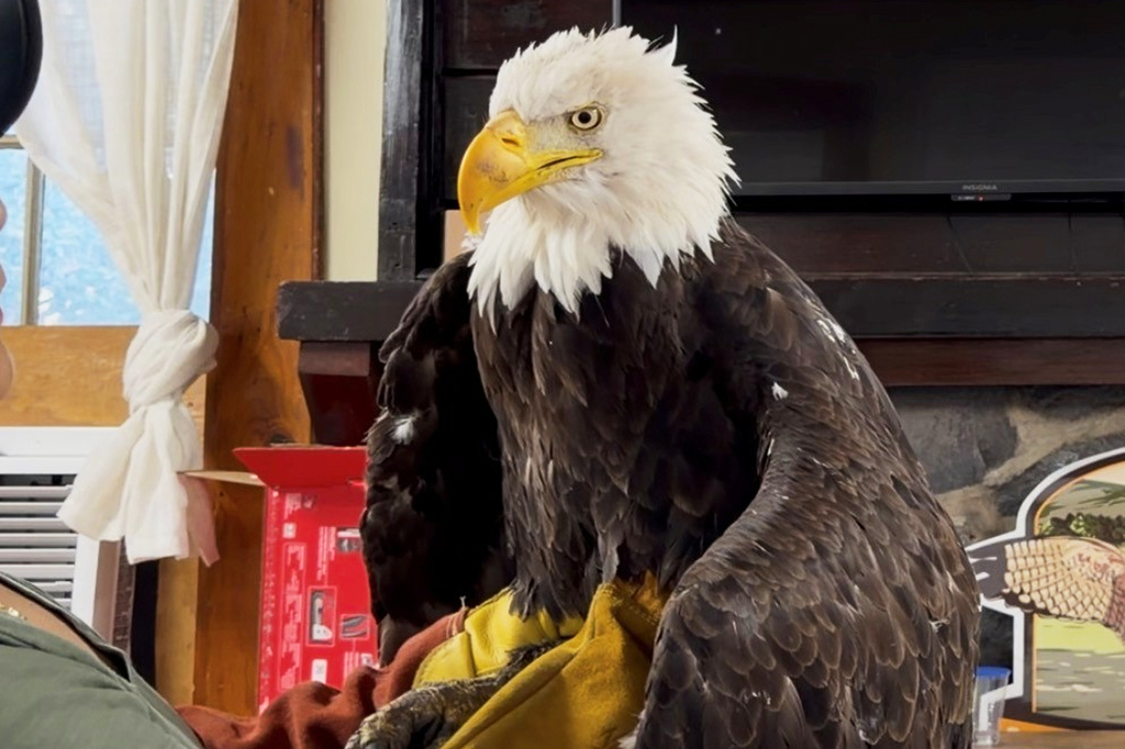 FILE - Jackie the bald eagle is examined on July 18, 2026, at the Los Angeles County Parks San Dimas Raptor Rescue Center in San Dimas, Calif. (Los Angeles County Parks San Dimas Raptor Rescue Center via AP, File)
