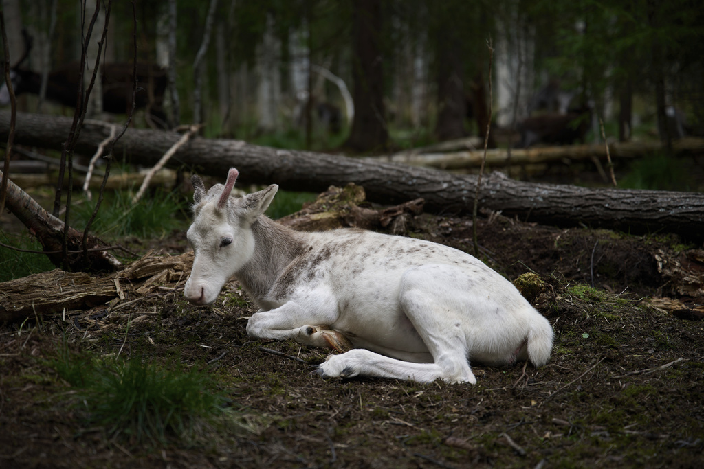 A reindeer calf rests at a farm in Lulea, Sweden, Saturday, Aug. 16, 2025. (AP Photo/Malin Haarala)
