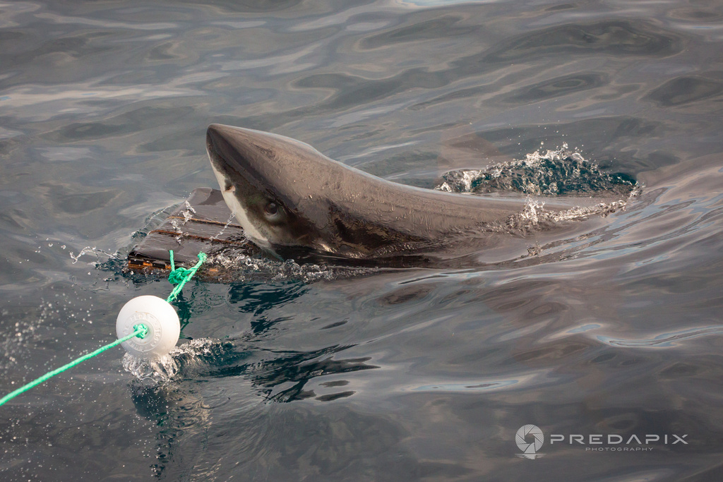 This Nov. 20219 photo provided by Sam Cahir/Predapix shows a White shark biting a testing board with bite-resistant neoprene at Neptune Island Group Marine Park in Australia. (Sam Cahir/Predapix via AP)