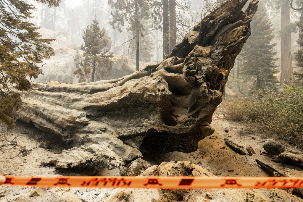 Caution tape stands in front of a downed tree as the Garnet Fire burns in the McKinley Grove area of the Sierra National Forest, Calif., on Tuesday, Sept. 9, 2025. (AP Photo/Noah Berger)