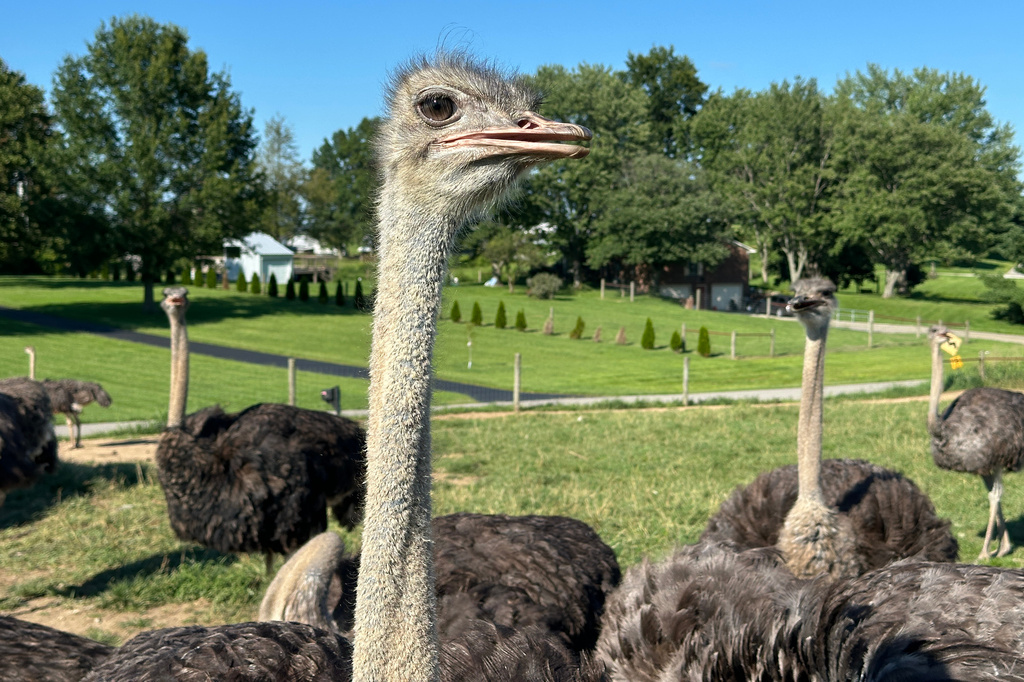 This photo taken with a smartphone shows an adult ostrich at Alpha Roost Farms in Danville, Ky., on Tuesday, Aug. 18, 2026. (AP Photo/Dylan Lovan)