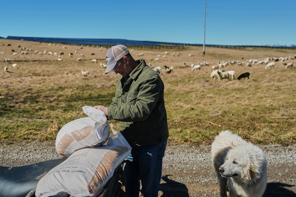 Daniel Bell opens a bag of feed as he prepares to move sheep into a nearby field Friday, Feb. 20, 2026, at a farm in Lancaster, Ky. (AP Photo/Joshua A. Bickel)
