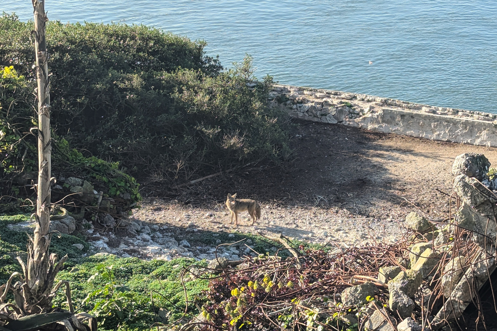 In this photo provided by Rebecca Husson, a male coyote is seen on Alcatraz Island, Jan. 24, 2026. (Rebecca Husson via AP)