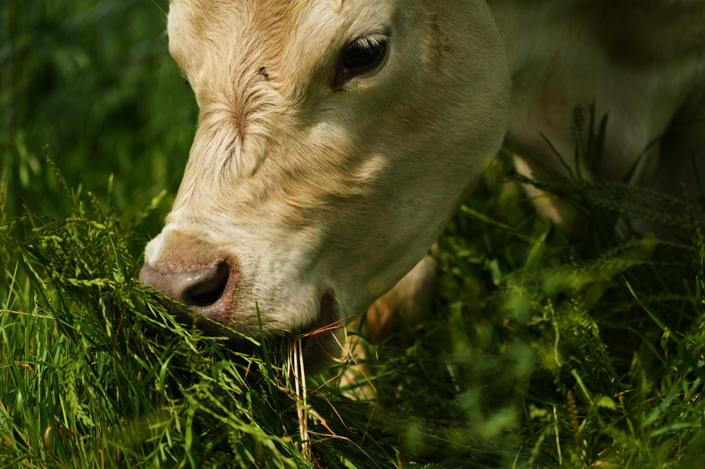 A cow grazes near solar panels Tuesday, April 28, 2026, at a farm in Christiana, Tenn. (AP Photo/Joshua A. Bickel)
