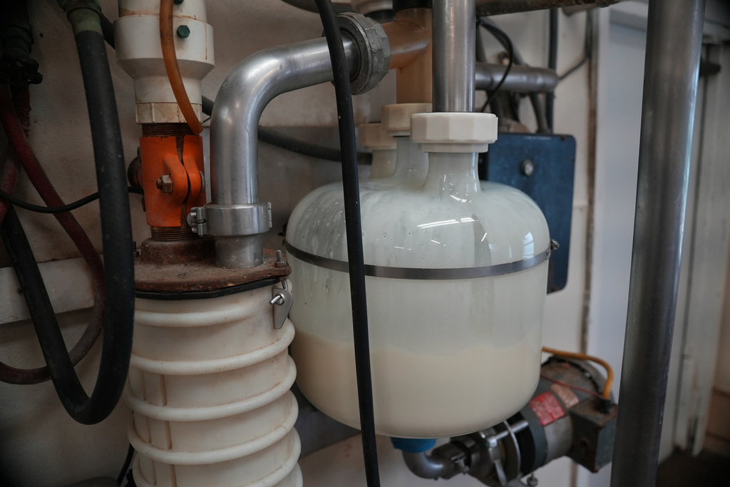 A receive jar collects raw milk from cows before it is eventually pasteurized at Ronnybrook Farm in Ancramdale, N.Y., on April 22, 2026. (AP Photo/Mary Conlon)