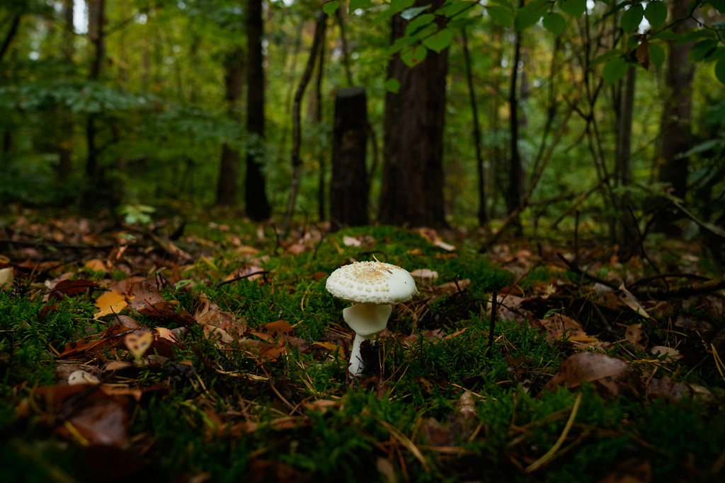 Wild mushrooms are seen growing in a forest in Potsdam, Germany, Wednesday, Oct. 8, 2025. (AP Photo/Ebrahim Noroozi)