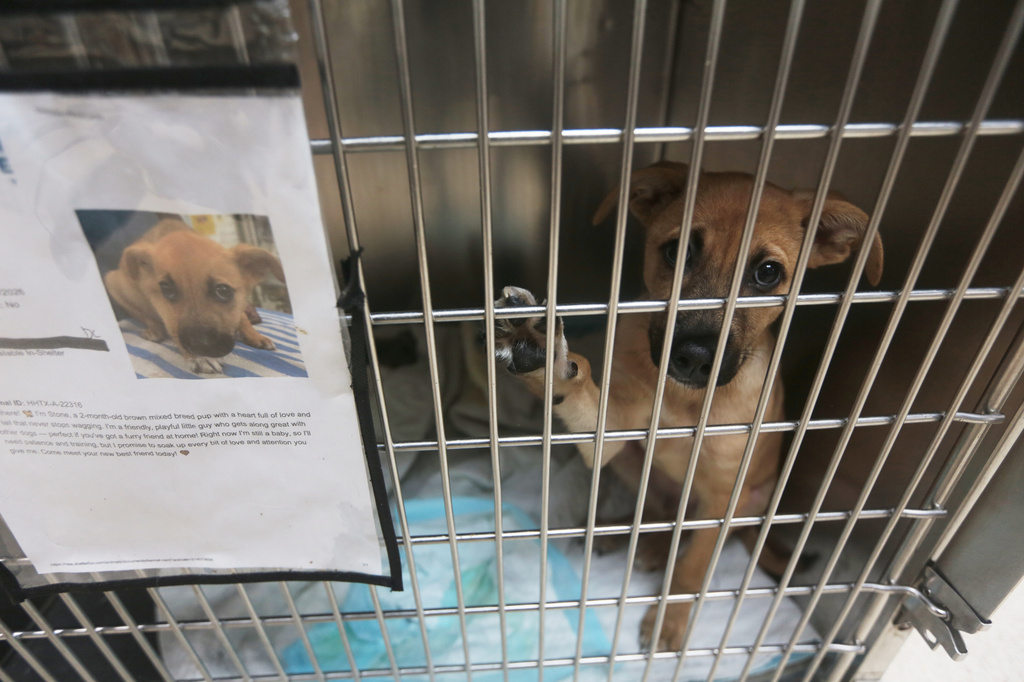 Stone looks out from his kennel at the Humane Society in Houston, Friday, Aug. 14, 2026. (AP Photo/Lekan Oyekanmi)
