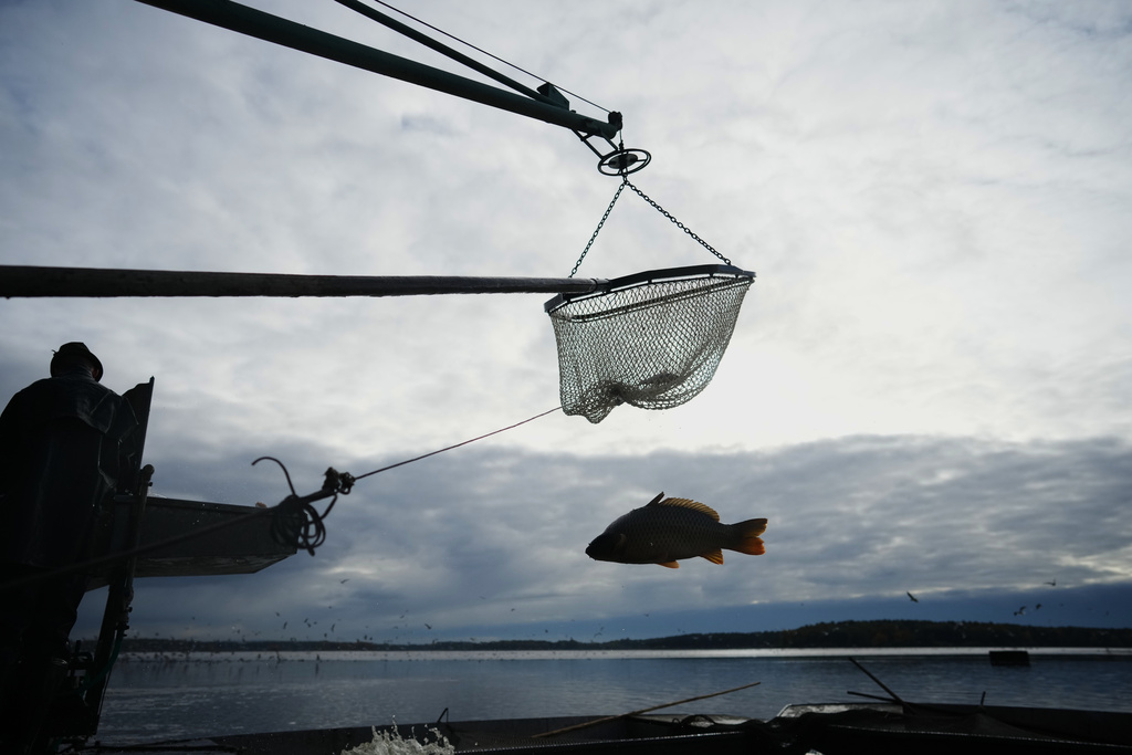 Fishermen sort fish during a traditional fish haul of the Rozmberk pond near the town of Trebon, Czech Republic, Friday, Oct. 17, 2025. (AP Photo/Petr David Josek)