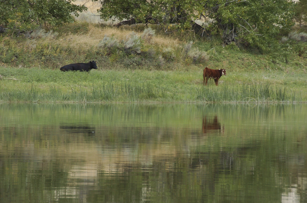 FILE - Cattle graze along a section of the Missouri River that includes the Upper Missouri River Breaks National Monument near Fort Benton, Mont., on Sept. 19, 2011. (AP Photo/Matthew Brown, File)