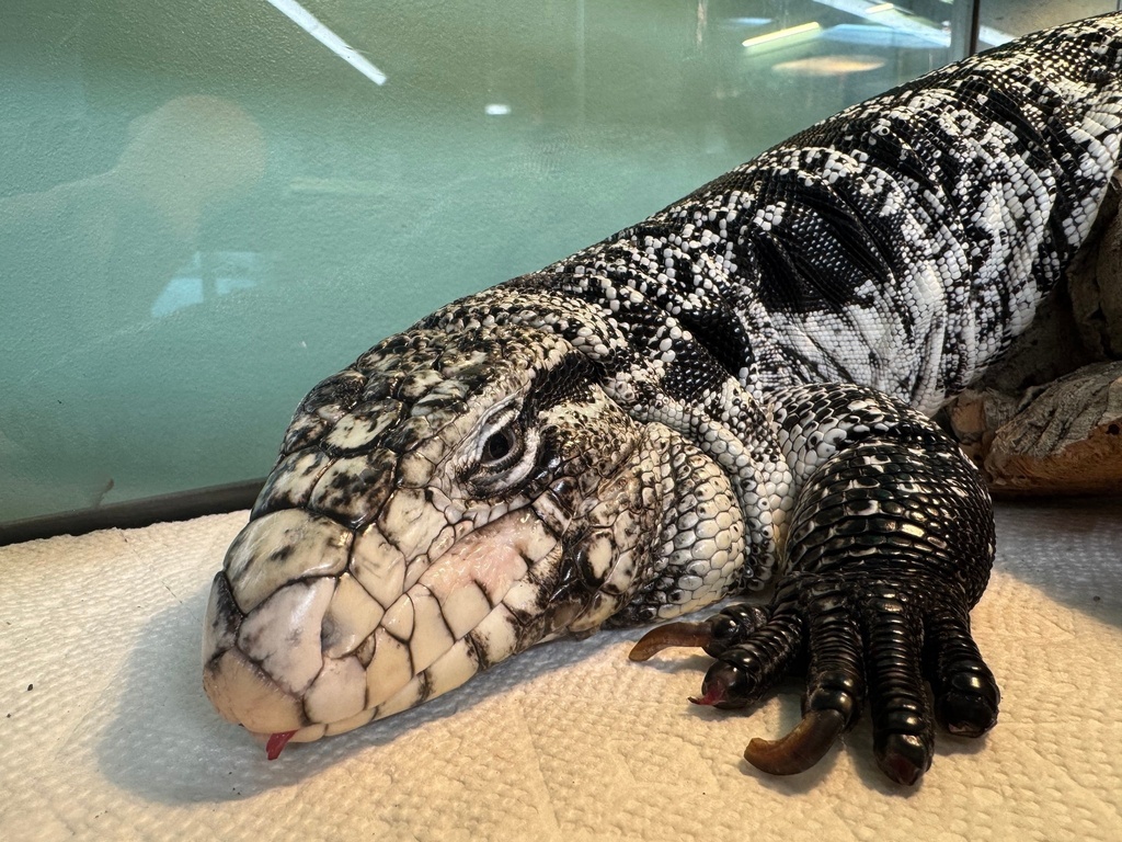 This photo provided by the New England Wildlife Center shows a tegu lizard which was found buried in snow in Providence, R.I., in late January 2025. (New England Wildlife Center via AP)