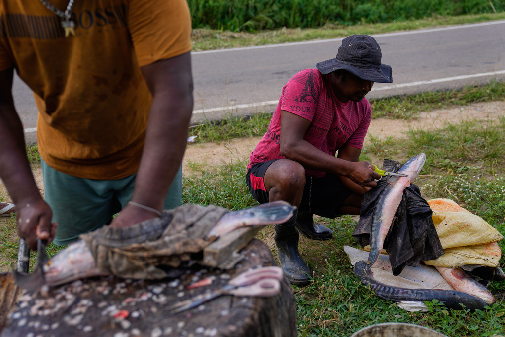 Sanjeewa Kariyawasam, right, cleans a giant snakehead fish caught from the Deduru Oya Reservoir, in Walpaluwa, Sri Lanka, Thursday, Oct. 30, 2025. (AP Photo/Eranga Jayawardena)