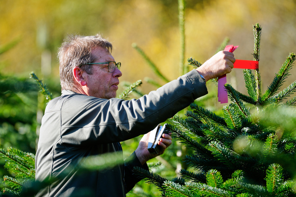 Farmer Eberhard Hennecke marks trees at a fir plantation on his Christmas tree farm at the beginning of the harvest season for Christmas in Sundern, in the Sauerland region, Germany, Monday, Nov. 3, 2025. (AP Photo/Martin Meissner)