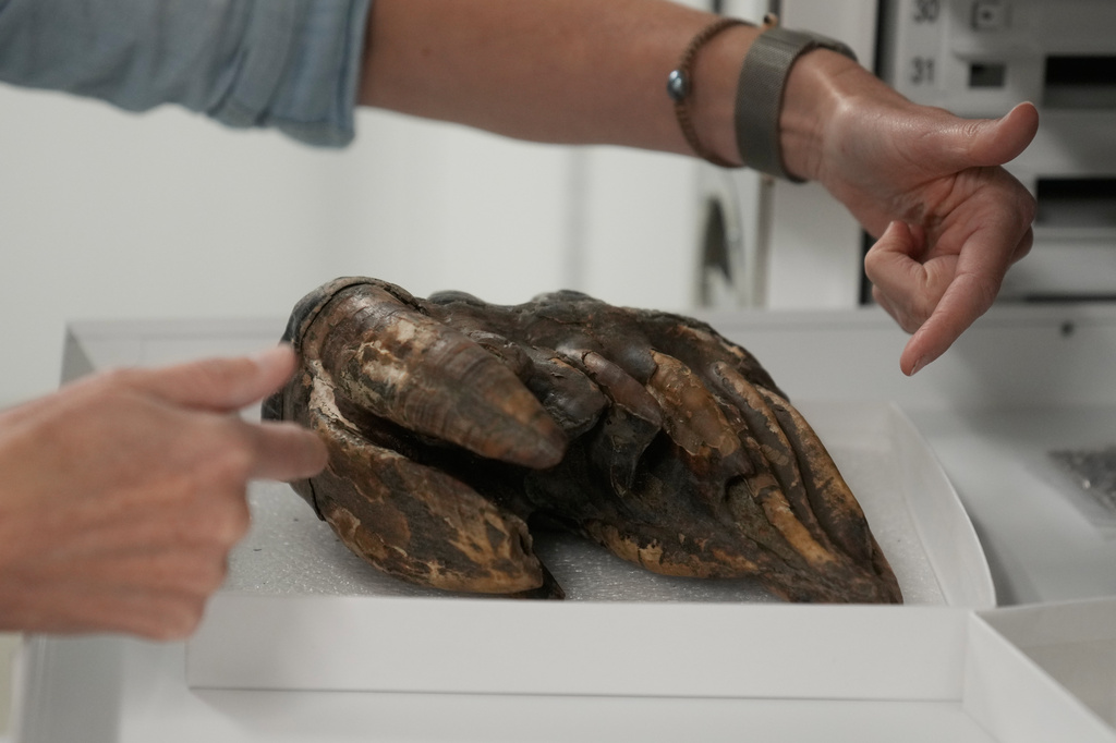 Chrissy Garcia, curator and manager of Stanford Doerr School of Sustainability, specimen collection, gestures toward a fossilized tooth of a Pacific mastodon during an interview, Tuesday, Sept. 15, 2026, in Palo Alto, Calif. (AP Photo/Jeff Chiu)