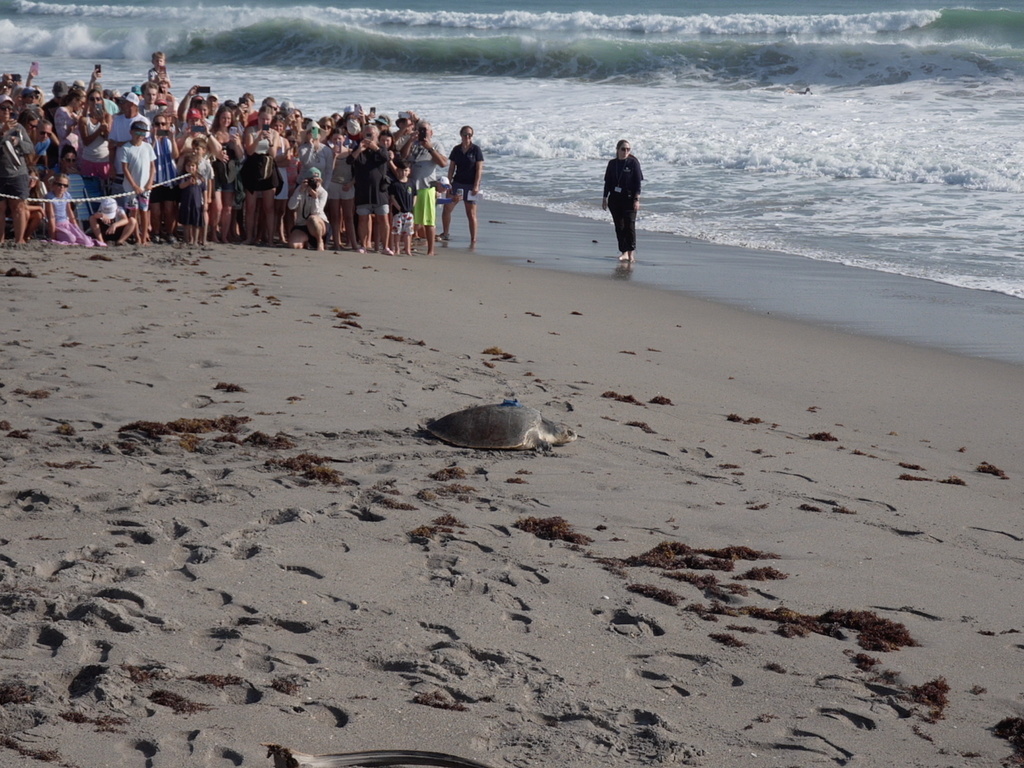 Spectators watch as an adult female Kemp's ridley sea turtle is released into the Atlantic Ocean after rehabilitation in Juno Beach, Fla. on Wednesday, March 25, 2026. (AP Photo/Cody Jackson)