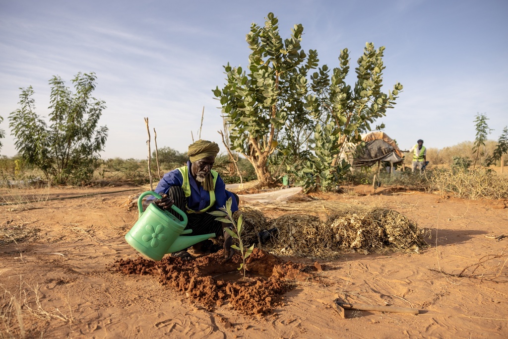 Members of the NGO SOS desert plant trees in Mbera Refugee Camp, near Bassikounou, Hodh El Chargui Region, Mauritania, Saturday Nov. 8, 2025. (AP Photo/Caitlin Kelly)