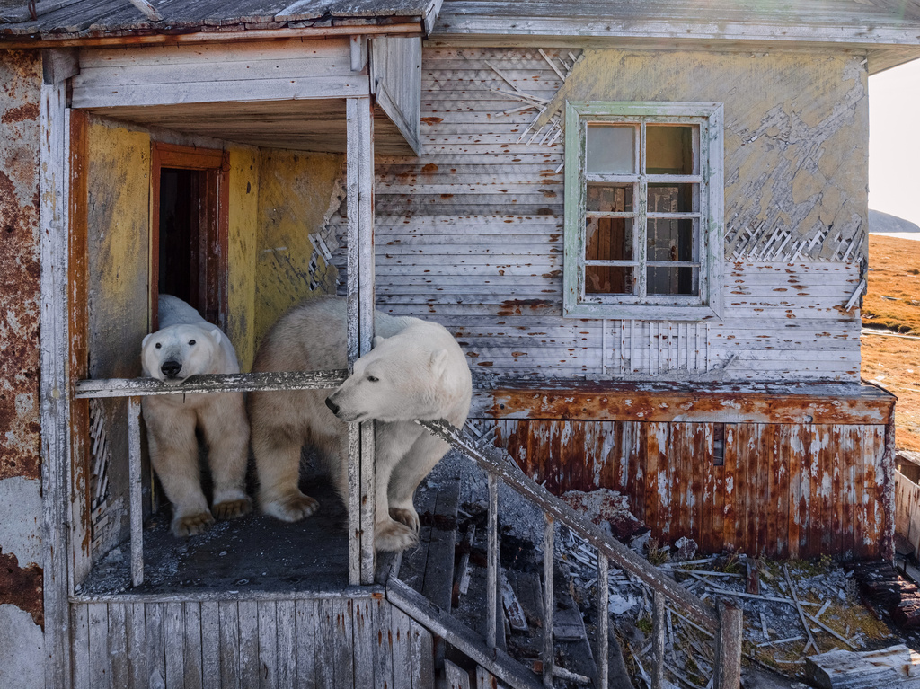 Polar bears are seen at an abandoned research station on Koluchin Island, off Chukotka, Russia, in the country's Far East, on Sunday, Sept. 14, 2025. (AP Photo/Vadim Makhorov)