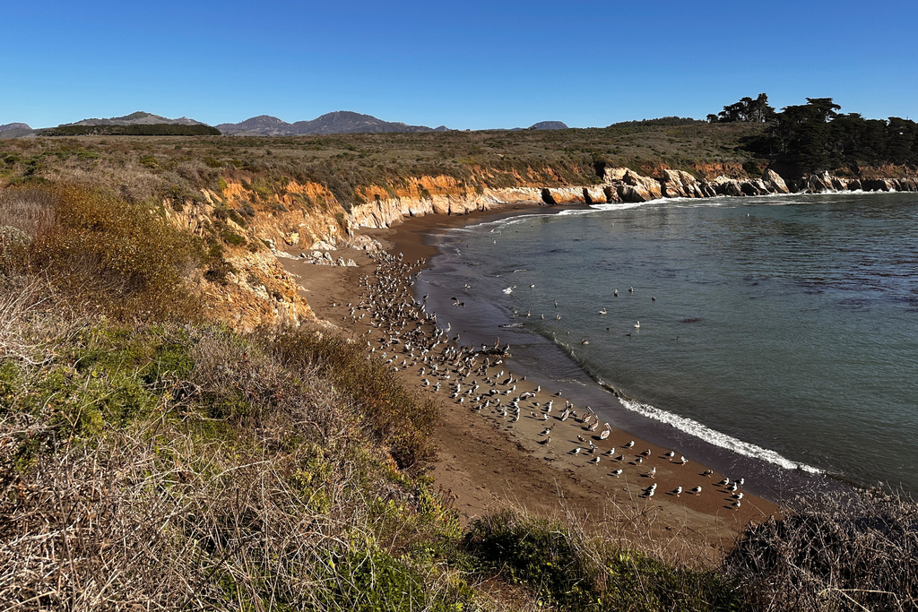 California brown pelicans and seagulls gather on a beach north of Morro Bay, Calif., Friday, Nov. 28, 2025. (AP Photo/Michael R. Blood)