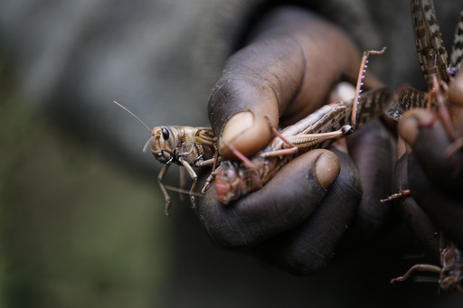 Erratic weather fueled by climate change will worsen locust outbreaks, study finds - Vimarsana News