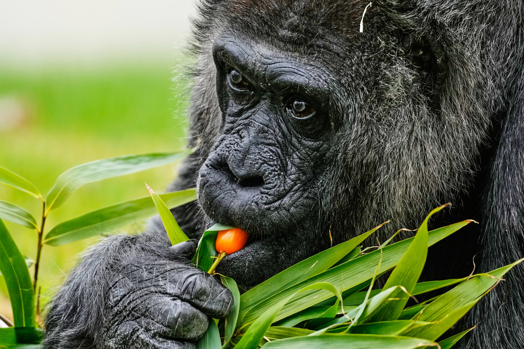 Fatou, the oldest of Berlin's zoo and also believed to be the world's oldest gorilla, eats vegetables to celebrate her 69th birthday in Berlin, Germany, Monday, April 13, 2026. (AP Photo/Markus Schreiber)