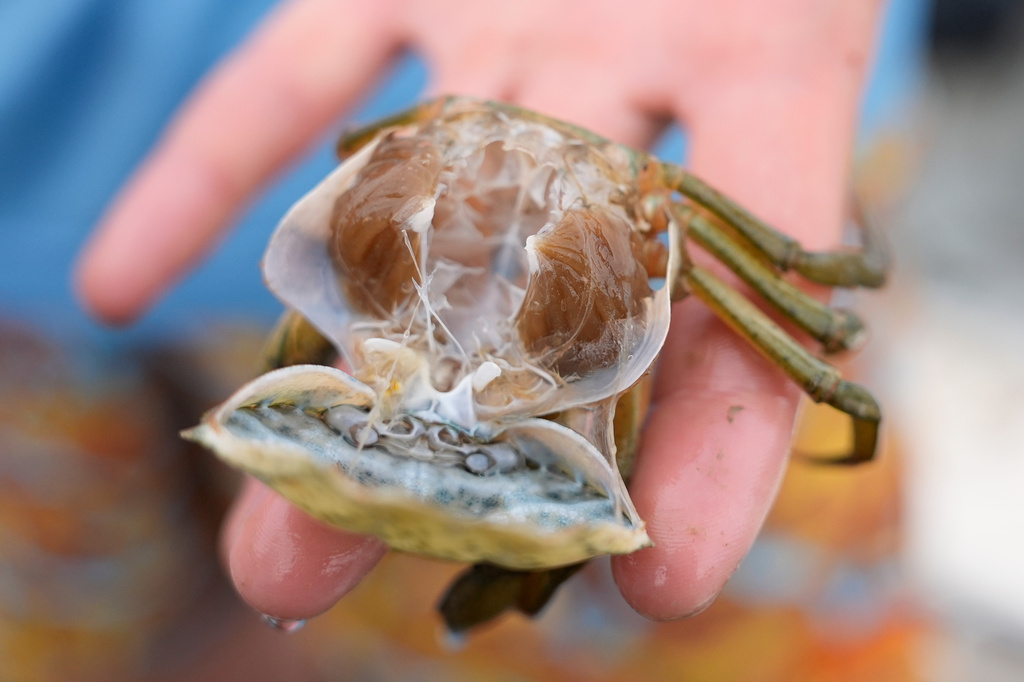 The soft shell of a molting green crab is detached, revealing the crab's meat, Thursday, June 11, 2026, in York, Maine. (AP Photo/Robert F. Bukaty)