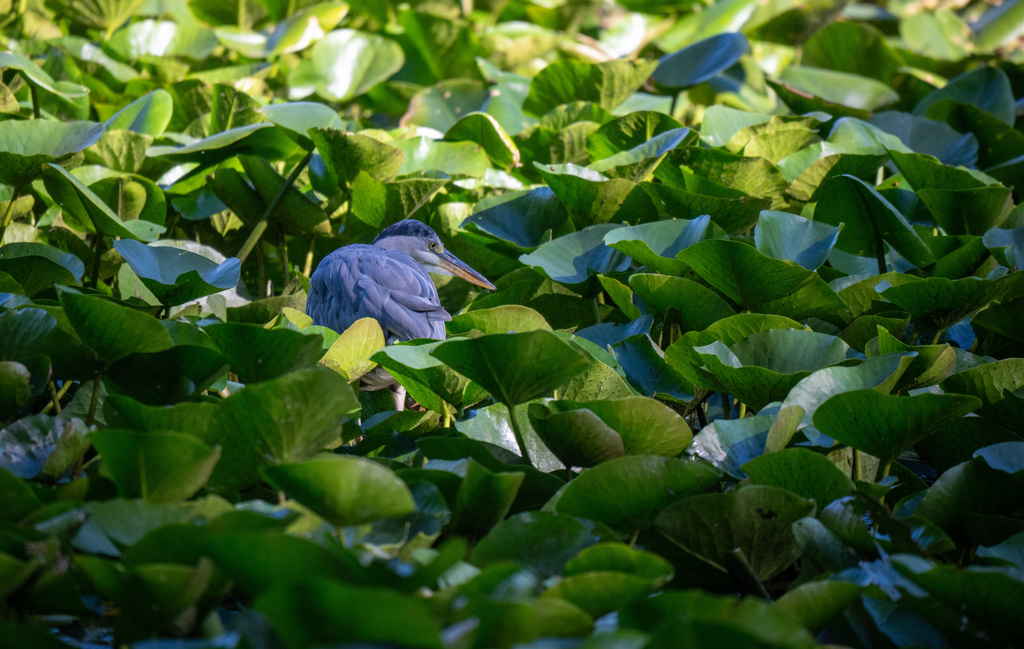 A gray heron crouches among water lilies while searching for prey in Mattheiser Pond, where the water level has dropped and the shoreline is nearly dry following several days of prolonged dry weather, in Trier, Germany, Thursday, Aug. 6, 2026. (Harald Tittel/dpa via AP)
