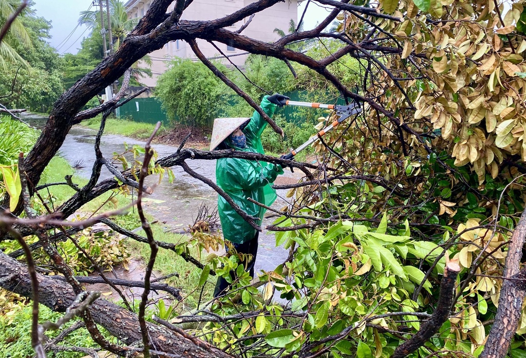 A woman removes broken tree in the aftermath of typhoon Bualoi in Quang Tri, Vietnam, Monday, Sept. 29, 2025. (Vo Thi Dung/VNA via AP)