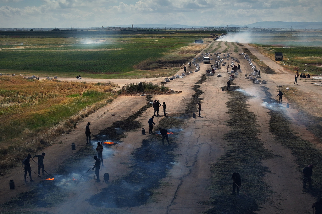 Syrian workers burn green wheat to produce freekeh, a roasted green wheat grain widely used in Levantine cuisine, by harvesting immature wheat and roasting it over open flames to separate and preserve the grains, on the outskirts of Taftanaz, northwestern Syria, Sunday, May 24, 2026. (AP Photo/Ghaith Alsayed)