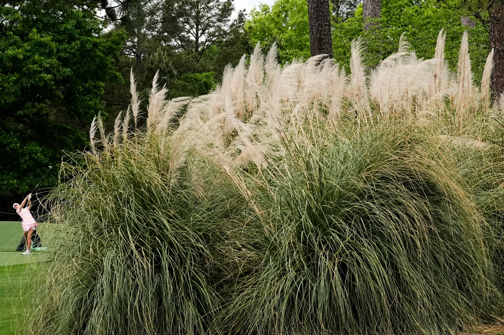 Soomin Oh, of South Korea, hits her tee shot near a patch of pampas grass on the seventh hole during the Augusta National Women's Amateur golf tournament, Saturday, April 4, 2026, in Augusta, Ga. (AP Photo/David J. Phillip)