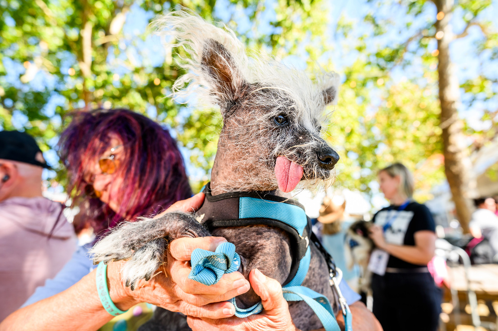 Held by owner Linda Elmquist, Scooter prepares to compete in the World's Ugliest Dog Contest at the Sonoma County Fair in Santa Rosa, Calif., on Friday, Aug. 14, 2026. (AP Photo/Noah Berger)