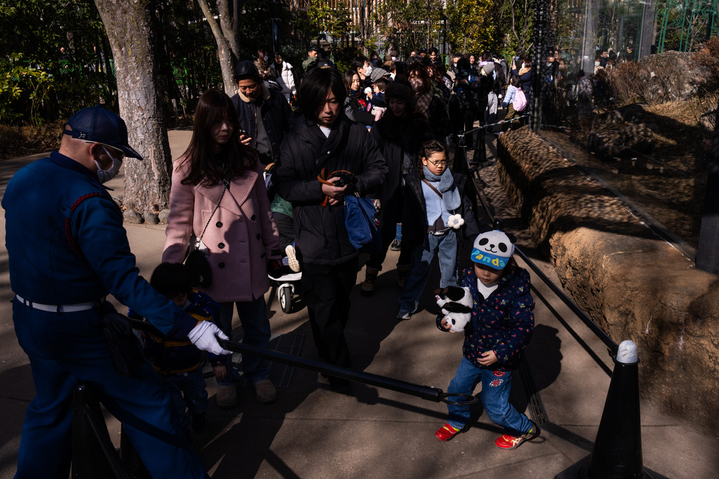 Visitors line up to see giant pandas Lei Lei and Xiao Xiao on the final day of public viewing before departing for China at Ueno Zoo in Tokyo, Sunday, Jan. 25, 2026. (AP Photo/Louise Delmotte)