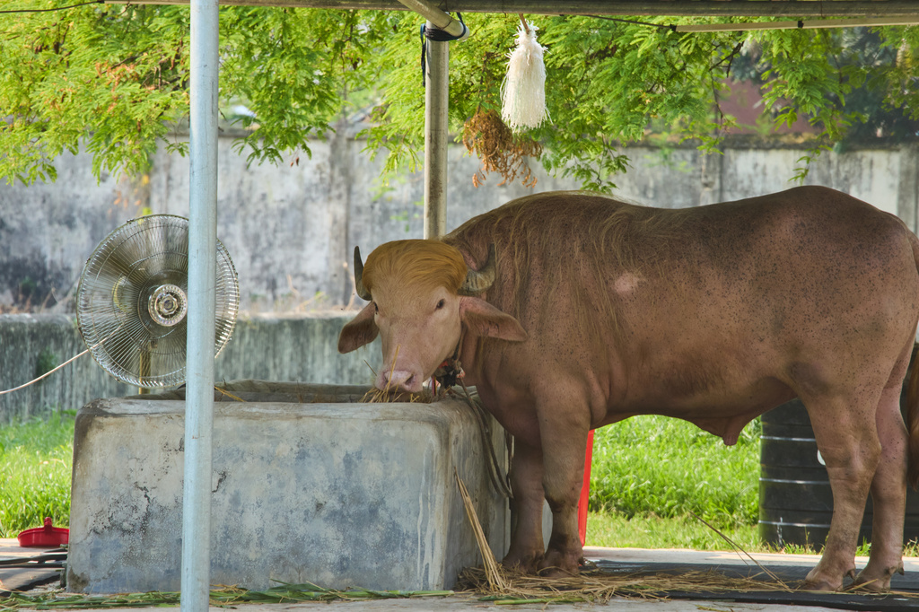 A rare albino buffalo fondly named after Donald Trump for its distinctive blond tuft stands in an enclosure at the national zoo, in Dhaka, Bangladesh, Tuesday, June 2, 2026. (AP Photo/Al-emrun Garjon)