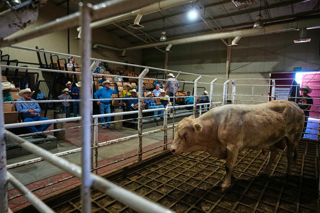 Cattle are auctioned at a livestock market in Hermosillo, Mexico, Tuesday, Aug. 18, 2026, ahead of the reopening of the U.S. border to Mexican cattle imports. (AP Photo/Fernando Llano)
