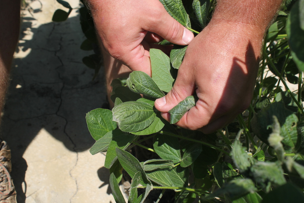 FILE - In this July 11, 2017, file photo, a farmer shows damage to soybean plants from dicamba in Marvell, Ark. (AP Photo/Andrew DeMillo, File)