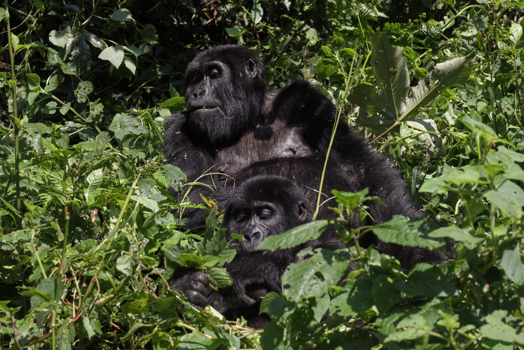 Two mountain gorillas play together in the forest of Bwindi Impenetrable National Park in southwestern Uganda, Wednesday, Sept. 17, 2025. (AP Photo/Onen Patrick)