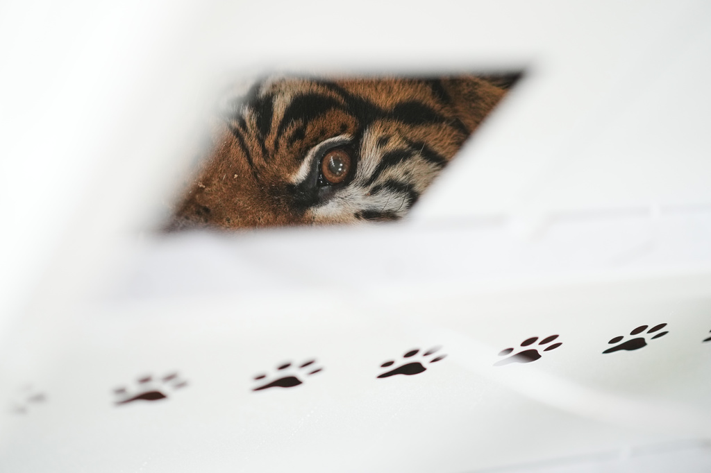 A tiger lies in a crate as Four Paws animal welfare organization members prepare for its transfer from a shuttered zoo to a sanctuary in South Africa, in Lujan, Argentina, Friday, Aug. 14, 2026. CORRECTION: Corrects sanctuary from United States to South Africa. (AP Photo/Natacha Pisarenko)