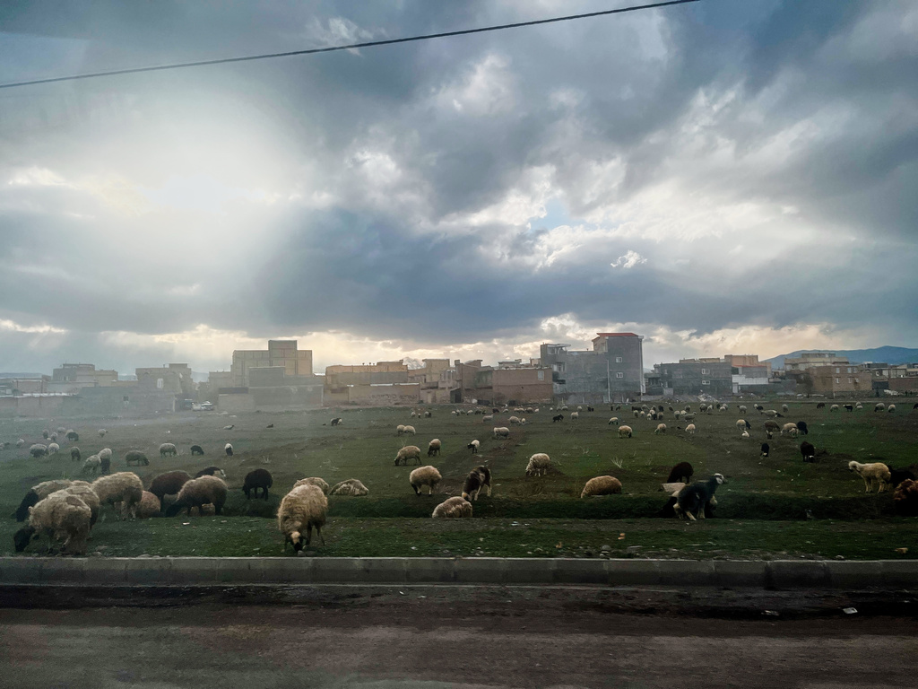 A herd of sheep grazes in a field beside Road 11 near the border with Turkey, on the outskirts of Khoy, Iran, Thursday, April 9, 2026. (AP Photo/Francisco Seco)