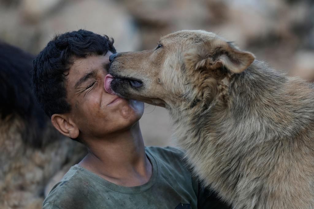 Lucy, a dog left behind by her owners after they fled following the outbreak of the latest Israel-Hezbollah war, licks the face of Bashar Hilal, 10, at an animal shelter in the village of Kfaroue, near Nabatiyeh, southern Lebanon, Thursday, July 2, 2026. (AP Photo/Bilal Hussein)